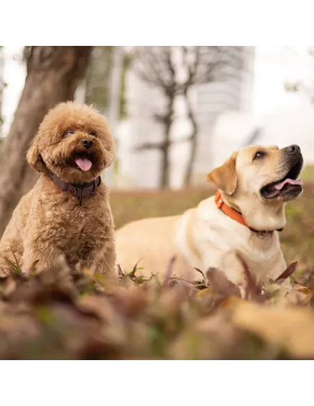 Collier de suivie Cuir pour Chien + Traqueur MiLi MiTag Anti-Perte ...