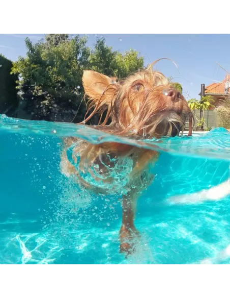 Telesin dome video housing for GoPro Hero 9 and 10 | Ibroz